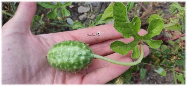 Cucumis anguria - Pepinillo de las indias - 40 semillas - Seeds - Bio - Graines