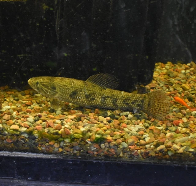 Live 8-9" Colombian Wolf Fish Large Freshwater Aquarium Fish *PLS READ DESCR* 3
