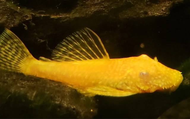 Albino Bristlenose Plecos 1.25" - 2" Bushynose Ancistrus Live Arrival Guarantee! 2