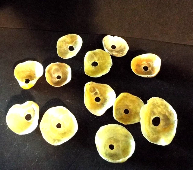 12 shell beads 1