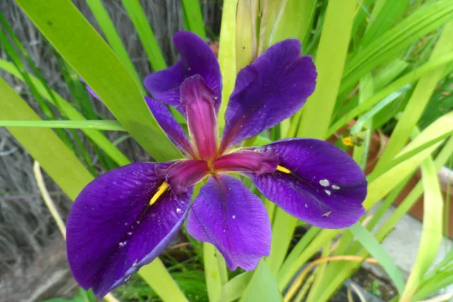 lot de 3 plants d'Iris BLEU de Bassin plante aquatique ou bordure rive /pot