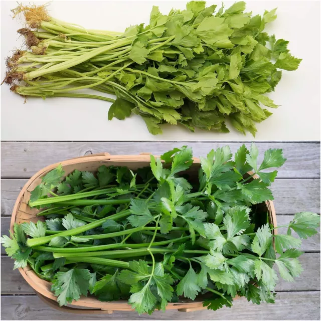 CHINESE CELERY 'Light Green' 100 Seeds HEIRLOOM vegetable garden SOUP asian STEW