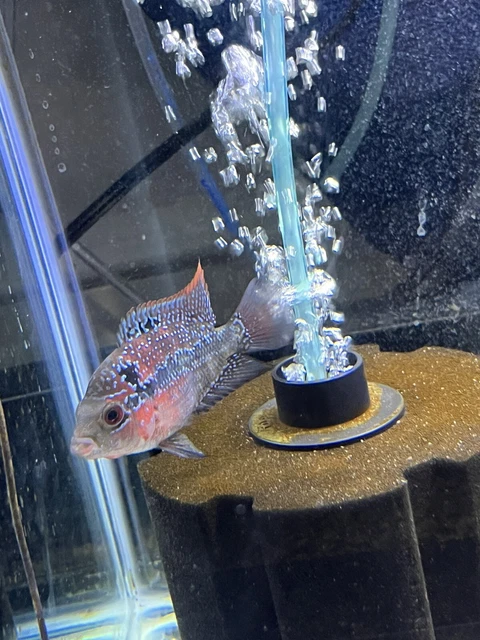 Flowerhorn Super Red Dragon fry