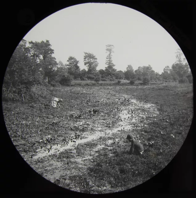 Glass Magic Lantern Slide RIVER THAMES AT WATERCRESS BEDS C1890 VICTORIAN PHOTO