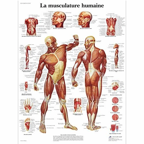 3B Scientific Modèle Anatomique Musculature Humaine