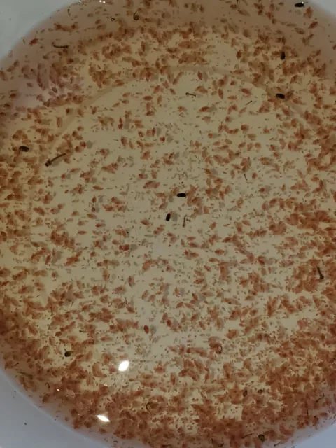 Russian Red Daphnia 100 Count Live