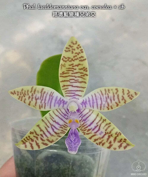 E31: Phal lueddemanniana var. coerulea x sib 路德蓝变种兄弟交
