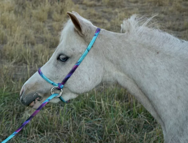 Halter All SMALL Miniature, Foal, Mini Endless Adjustable Horse Halter Lead USA