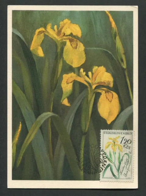 CSSR MK 1964 FLORA SCHWERTLILIE IRIS MAXIMUMKARTE CARTE MAXIMUM CARD MC CM d5688