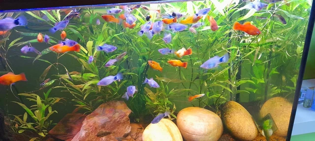 Jewel Aquarium, and all the stuff that makes it work.