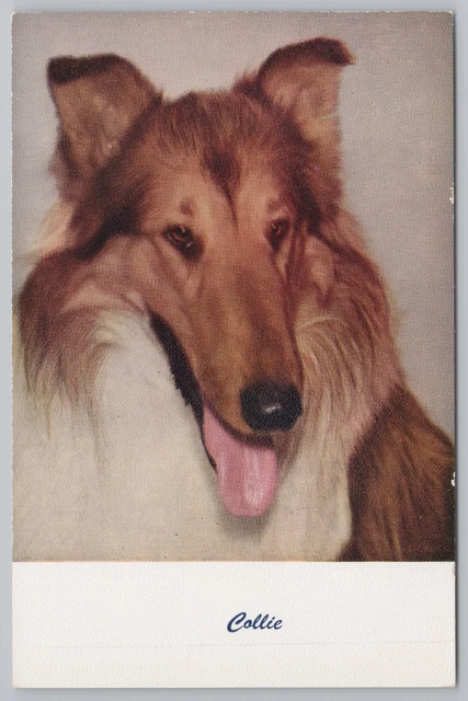Animal~Dog~Collie Panting At Camera~Standard Arts Vintage Postcard
