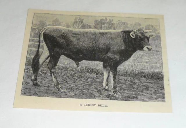 1885 magazine engraving ~ A JERSEY BULL
