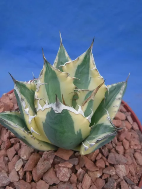 Agave titanota "Snaggle Tooth" Five (5) VARIEGATED Plants! WHOLESALE LISTING!