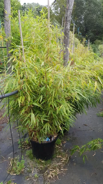 Fargesia robusta 'Campbell' / Bambou non traçant / Conteneur de 7 à 10 litres