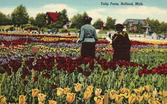 Vintage Postcard 1930s Its Tulip Farm Time in Holland Every Year in May Michigan
