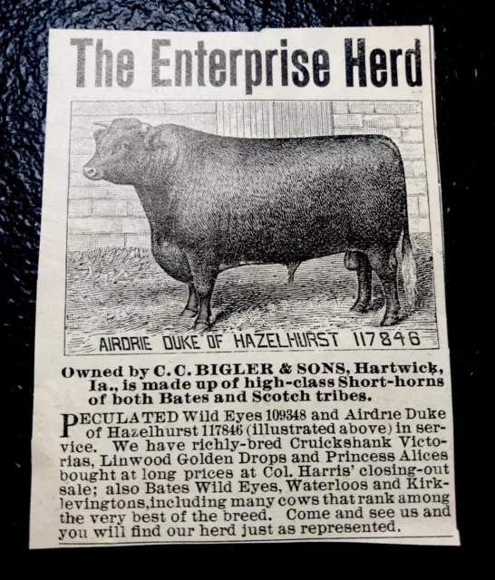 1900 Bigler Farm Cattle Advertising - Hartwick - Iowa - Cow