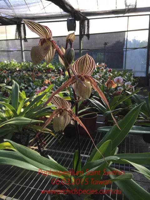 QOB Orchid Multiflorous Paphiopedilum Saint Swithin POT100mm LS150mm