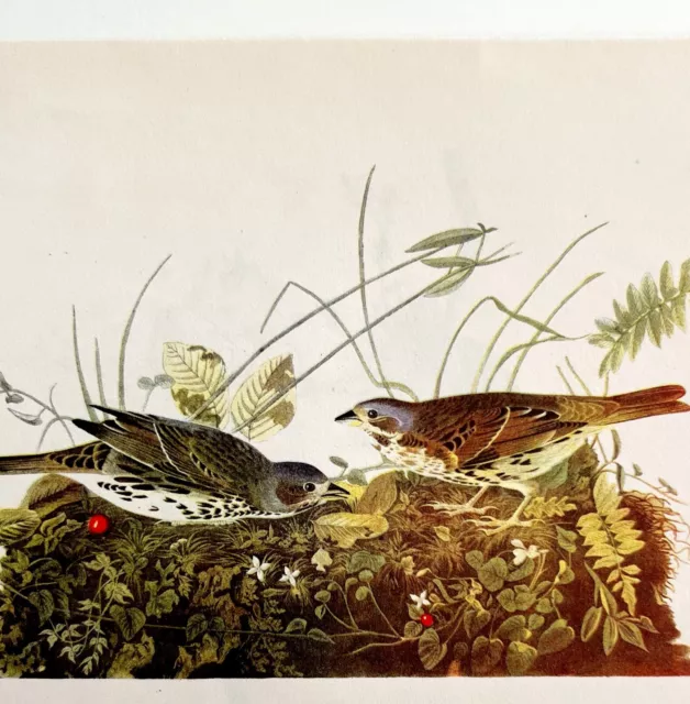 Fox Sparrow Bird Lithograph 1950 Audubon Antique Art Print DWP6A