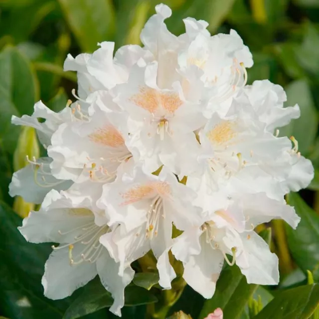Rhododendron (White) XXL Deluxe Plant 6L Pot Very Large Plant To Your Door