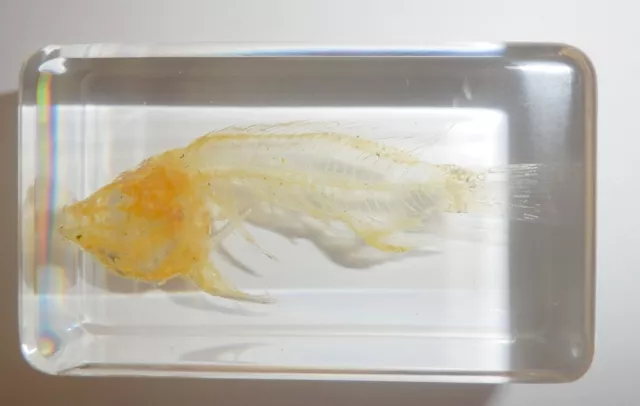 African Mouthbrooder Fish Skeleton Clear Resin Block Education Aid BK2