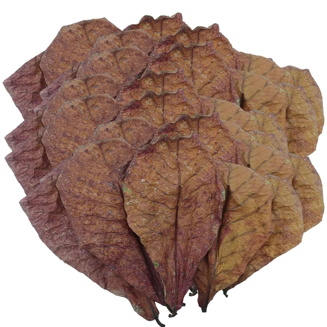 50pc almond leaves catappa indian ketapang leaf shrimp betta fish aquarium care