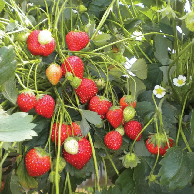 100 Graines De Fraise (Climbing Strawberry)