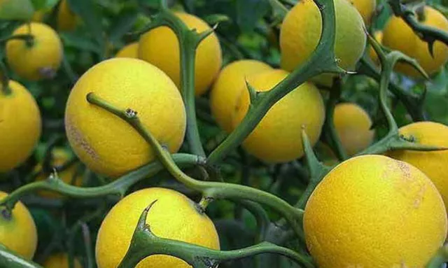 Poncirus Trifoliata Flying Dragon - Hardy Trifoliate Orange Tree (15 Seeds)