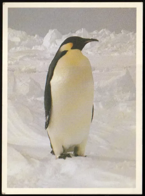 Cereal Swap Card - Weet-Bix - Wild Weird Wonderful 18 King Penguin *S397*