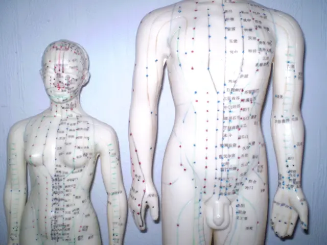 2 Mannequins Acupuncture Femme 48Cm Et Homme 62Cm / Etudes Paramédicales Kiné 3