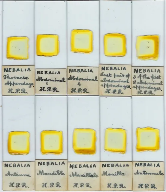 Collection of 10 Nebalia sp. (Small Crustacea) Microscope Slides