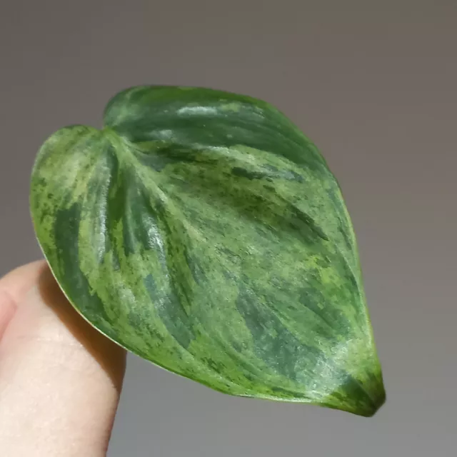 Highly Variegated Philodendron Hederaceum Oxycardium Variegata - Leaf Cutting