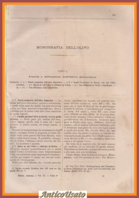 MONOGRAFIA DELL'OLIVO di Girolamo Caruso 1882 estratto enciclopedia agraria libr