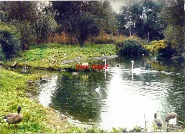 Photo  Gloucestershire Slimbridge Youth Hostel Wildfowl Pond In 1985 This Could