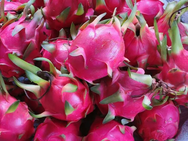 ☺30 graines de pitaya rose . fruit du dragon . cactus