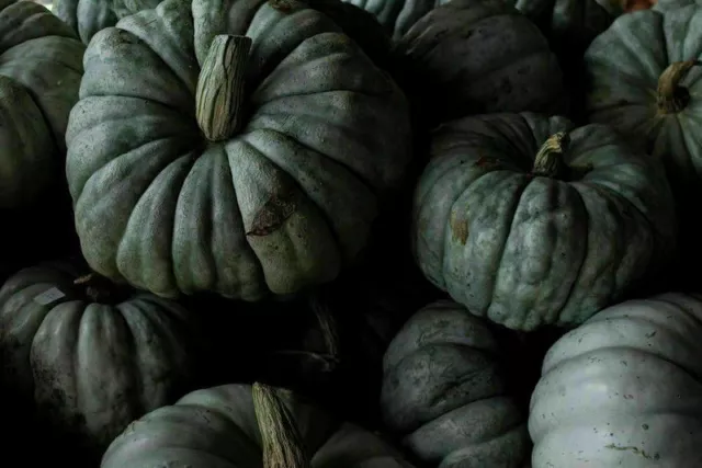 15 seeds of QUEENSLAND BLUE PUMPKIN + FREE