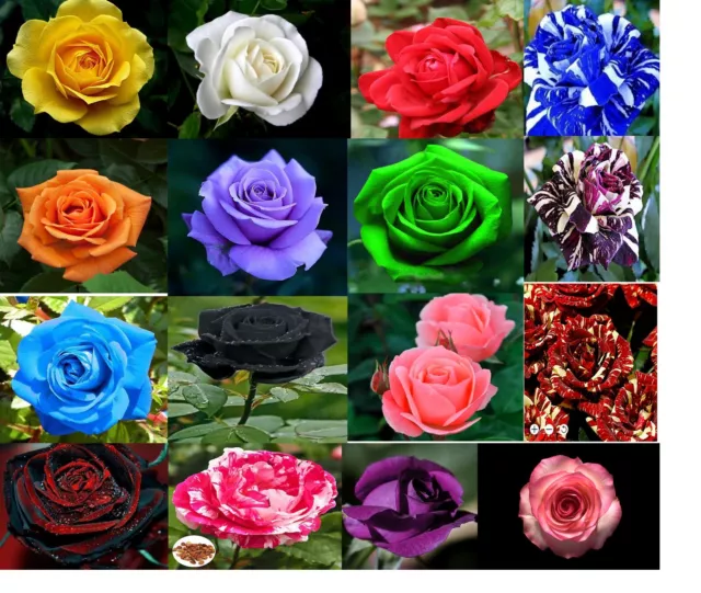 10 Rose Seeds Multi Many Colour Rainbow Rose Flower Seeds Home Garden Plant uk