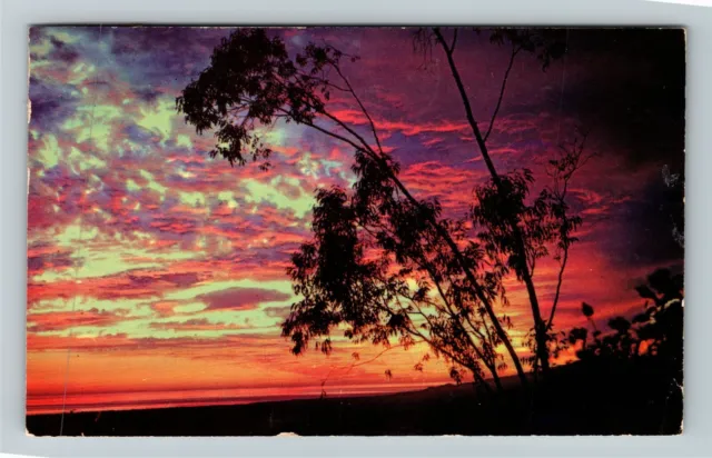 Redondo Beach CA-California, Eucalyptus Trees At Sunset, c1954 Vintage Postcard