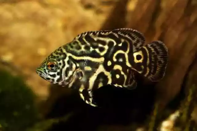 Assort TIGER , ALBINO, LEMON, RED OSCAR 1.75-3" live freshwater aquarium fish 3