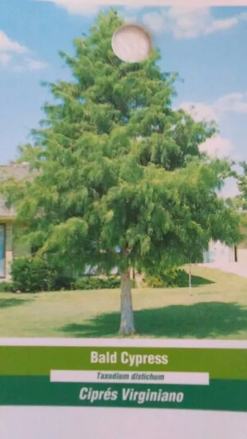 Bald Cypress Tree 4'-6' Live Healthy Shade Tree Plants Shipped To All 50 States