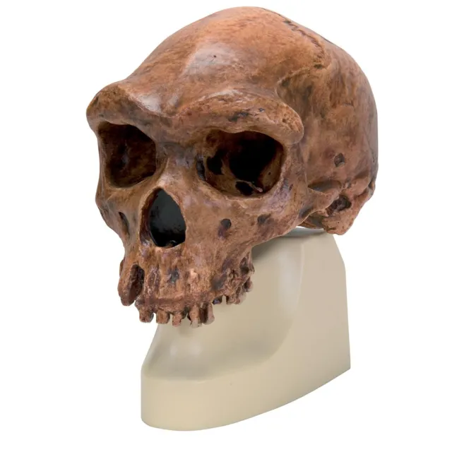 Stampa con Cornice - Homo Rhodesiensis Teschio (Anthropology Umano Animale Foto)