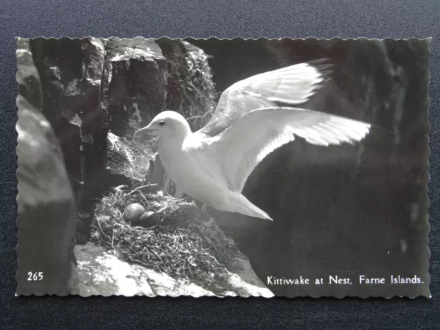 Birds of the Farne Islands KITTIWAKE AT NEST c1930s RP Postcard by Photoway