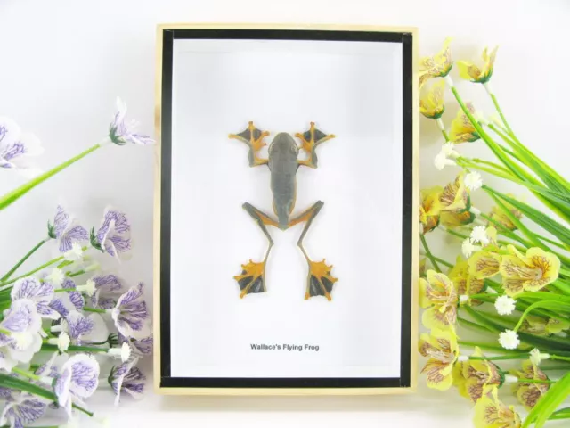 A real flying frog - Wallace's Flying Frog - 3D - in a showcase - museum quality