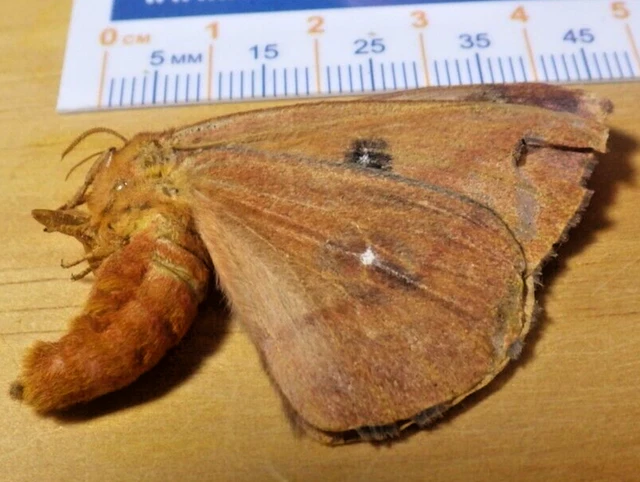 Female IO Silk Moth Automeris io Saturniidae Lepidoptera Southeast Texas J11