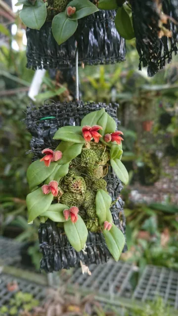 Porpax ustulata Orchid plant species miniature + PHYTO certificate 2