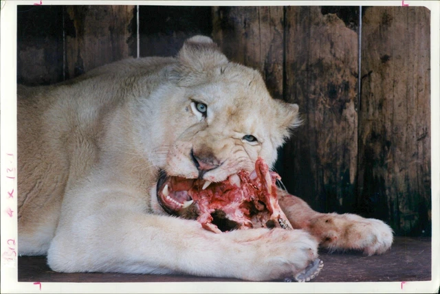 Animal: Carla having a feed - Vintage Photograph 1841905