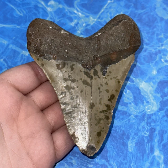 Megalodon Shark Tooth 4.63” Huge Teeth Big Meg Scuba Diver Direct Fossil Nc 8138