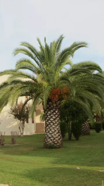 5 Stück - Phönix Palme Dattelpalme - Jungpflanzen  - ca. 17 cm - jetzt pflanzen