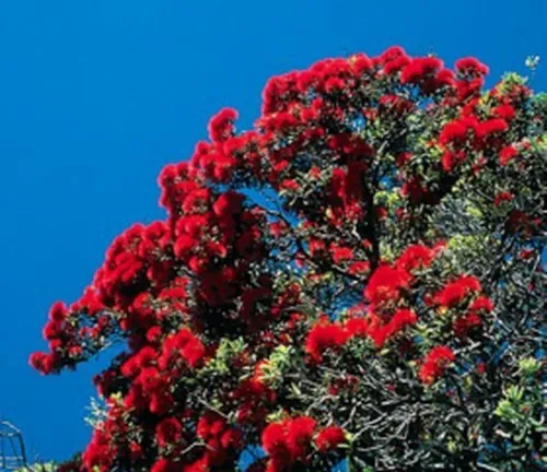 SAMEN wunderschön als Baum oder Strauch roter Weihnachtsbaum sehr beliebt toll