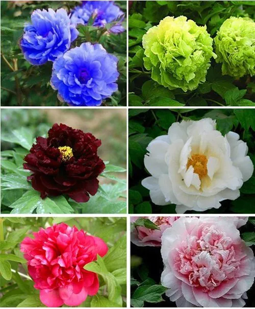 20 Peony Seeds Tree Peony Garden Flowers