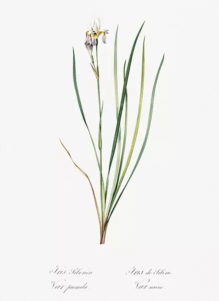 Siberian Iris #2 - 1805 - Les Liliacees - Pierre Redoute - Illustration Poster